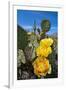 Prickly Pear Cactus Flowers-David Nunuk-Framed Photographic Print