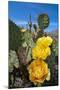 Prickly Pear Cactus Flowers-David Nunuk-Mounted Photographic Print