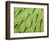 Prickly Pear Cactus, Grand Canyon National Park, Arizona, Usa-Paul Colangelo-Framed Photographic Print