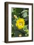 Prickly pear cactus, Gruene, Texas, Usa-Lisa S. Engelbrecht-Framed Photographic Print