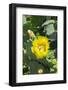 Prickly pear cactus, Gruene, Texas, Usa-Lisa S. Engelbrecht-Framed Photographic Print