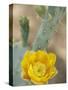 Prickly Pear Cactus in Bloom, Arizona-Sonora Desert Museum, Tucson, Arizona, USA-Merrill Images-Stretched Canvas