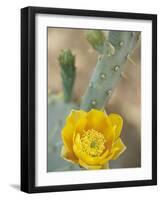 Prickly Pear Cactus in Bloom, Arizona-Sonora Desert Museum, Tucson, Arizona, USA-Merrill Images-Framed Photographic Print