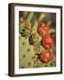 Prickly Pear Cactus in Bloom, Arizona-Sonora Desert Museum, Tucson, Arizona, USA-Merrill Images-Framed Photographic Print