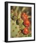 Prickly Pear Cactus in Bloom, Arizona-Sonora Desert Museum, Tucson, Arizona, USA-Merrill Images-Framed Photographic Print