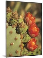 Prickly Pear Cactus in Bloom, Arizona-Sonora Desert Museum, Tucson, Arizona, USA-Merrill Images-Mounted Photographic Print