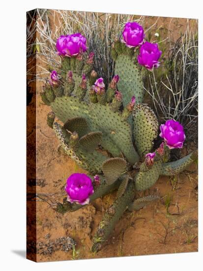 Prickly Pear Cactus, in Bloom, Valley of Fire State Park, Nevada, USA-Michel Hersen-Stretched Canvas