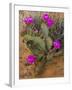 Prickly Pear Cactus, in Bloom, Valley of Fire State Park, Nevada, USA-Michel Hersen-Framed Photographic Print