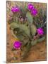 Prickly Pear Cactus, in Bloom, Valley of Fire State Park, Nevada, USA-Michel Hersen-Mounted Photographic Print