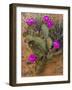 Prickly Pear Cactus, in Bloom, Valley of Fire State Park, Nevada, USA-Michel Hersen-Framed Photographic Print