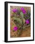 Prickly Pear Cactus, in Bloom, Valley of Fire State Park, Nevada, USA-Michel Hersen-Framed Photographic Print