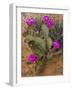 Prickly Pear Cactus, in Bloom, Valley of Fire State Park, Nevada, USA-Michel Hersen-Framed Photographic Print