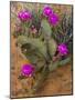 Prickly Pear Cactus, in Bloom, Valley of Fire State Park, Nevada, USA-Michel Hersen-Mounted Photographic Print