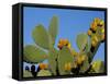 Prickly Pear Cactus, Lower Slopes, Mount Etna, Sicily, Italy-Duncan Maxwell-Framed Stretched Canvas