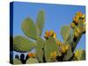 Prickly Pear Cactus, Lower Slopes, Mount Etna, Sicily, Italy-Duncan Maxwell-Stretched Canvas