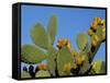 Prickly Pear Cactus, Lower Slopes, Mount Etna, Sicily, Italy-Duncan Maxwell-Framed Stretched Canvas