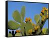 Prickly Pear Cactus, Lower Slopes, Mount Etna, Sicily, Italy-Duncan Maxwell-Framed Stretched Canvas