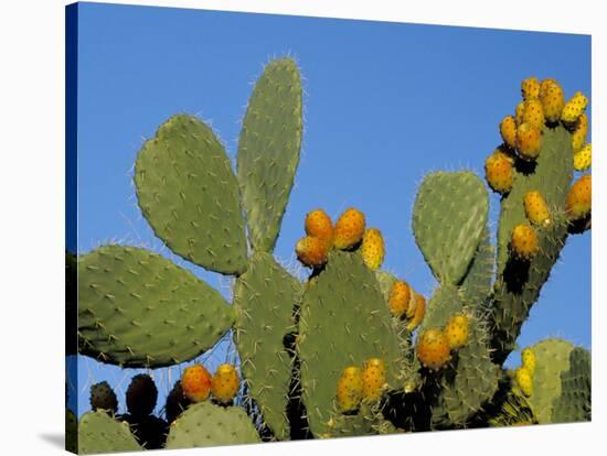 Prickly Pear Cactus, Lower Slopes, Mount Etna, Sicily, Italy-Duncan Maxwell-Stretched Canvas