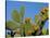 Prickly Pear Cactus, Lower Slopes, Mount Etna, Sicily, Italy-Duncan Maxwell-Stretched Canvas