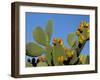 Prickly Pear Cactus, Lower Slopes, Mount Etna, Sicily, Italy-Duncan Maxwell-Framed Photographic Print