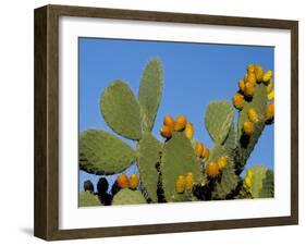 Prickly Pear Cactus, Lower Slopes, Mount Etna, Sicily, Italy-Duncan Maxwell-Framed Photographic Print