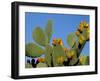 Prickly Pear Cactus, Lower Slopes, Mount Etna, Sicily, Italy-Duncan Maxwell-Framed Photographic Print