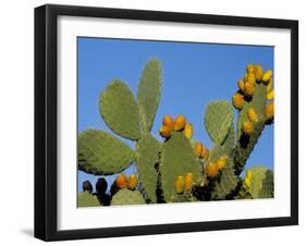 Prickly Pear Cactus, Lower Slopes, Mount Etna, Sicily, Italy-Duncan Maxwell-Framed Photographic Print