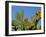 Prickly Pear Cactus, Lower Slopes, Mount Etna, Sicily, Italy-Duncan Maxwell-Framed Photographic Print