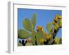 Prickly Pear Cactus, Lower Slopes, Mount Etna, Sicily, Italy-Duncan Maxwell-Framed Photographic Print