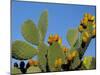 Prickly Pear Cactus, Lower Slopes, Mount Etna, Sicily, Italy-Duncan Maxwell-Mounted Photographic Print