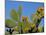 Prickly Pear Cactus, Lower Slopes, Mount Etna, Sicily, Italy-Duncan Maxwell-Mounted Photographic Print