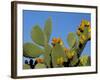 Prickly Pear Cactus, Lower Slopes, Mount Etna, Sicily, Italy-Duncan Maxwell-Framed Photographic Print