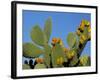 Prickly Pear Cactus, Lower Slopes, Mount Etna, Sicily, Italy-Duncan Maxwell-Framed Photographic Print