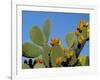 Prickly Pear Cactus, Lower Slopes, Mount Etna, Sicily, Italy-Duncan Maxwell-Framed Photographic Print