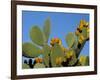 Prickly Pear Cactus, Lower Slopes, Mount Etna, Sicily, Italy-Duncan Maxwell-Framed Photographic Print