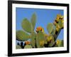 Prickly Pear Cactus, Lower Slopes, Mount Etna, Sicily, Italy-Duncan Maxwell-Framed Photographic Print