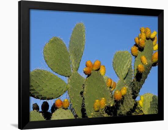 Prickly Pear Cactus, Lower Slopes, Mount Etna, Sicily, Italy-Duncan Maxwell-Framed Photographic Print