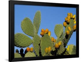 Prickly Pear Cactus, Lower Slopes, Mount Etna, Sicily, Italy-Duncan Maxwell-Framed Photographic Print