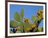 Prickly Pear Cactus, Lower Slopes, Mount Etna, Sicily, Italy-Duncan Maxwell-Framed Photographic Print