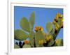 Prickly Pear Cactus, Lower Slopes, Mount Etna, Sicily, Italy-Duncan Maxwell-Framed Photographic Print