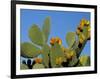 Prickly Pear Cactus, Lower Slopes, Mount Etna, Sicily, Italy-Duncan Maxwell-Framed Photographic Print