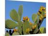 Prickly Pear Cactus, Lower Slopes, Mount Etna, Sicily, Italy-Duncan Maxwell-Mounted Photographic Print