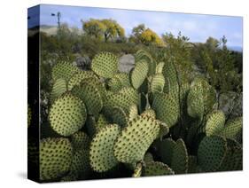 Prickly Pear Cactus Near Willows & Windmill at Dugout Well, Big Bend National Park, Texas, USA-Scott T. Smith-Stretched Canvas