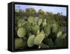 Prickly Pear Cactus Near Willows & Windmill at Dugout Well, Big Bend National Park, Texas, USA-Scott T. Smith-Framed Stretched Canvas