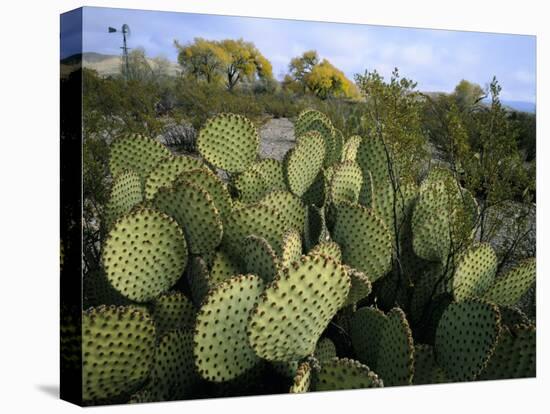 Prickly Pear Cactus Near Willows & Windmill at Dugout Well, Big Bend National Park, Texas, USA-Scott T. Smith-Stretched Canvas