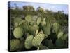 Prickly Pear Cactus Near Willows & Windmill at Dugout Well, Big Bend National Park, Texas, USA-Scott T. Smith-Stretched Canvas