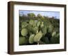 Prickly Pear Cactus Near Willows & Windmill at Dugout Well, Big Bend National Park, Texas, USA-Scott T. Smith-Framed Photographic Print