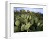 Prickly Pear Cactus Near Willows & Windmill at Dugout Well, Big Bend National Park, Texas, USA-Scott T. Smith-Framed Photographic Print