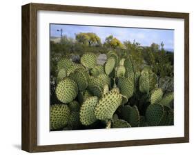 Prickly Pear Cactus Near Willows & Windmill at Dugout Well, Big Bend National Park, Texas, USA-Scott T. Smith-Framed Photographic Print