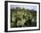 Prickly Pear Cactus Near Willows & Windmill at Dugout Well, Big Bend National Park, Texas, USA-Scott T. Smith-Framed Photographic Print